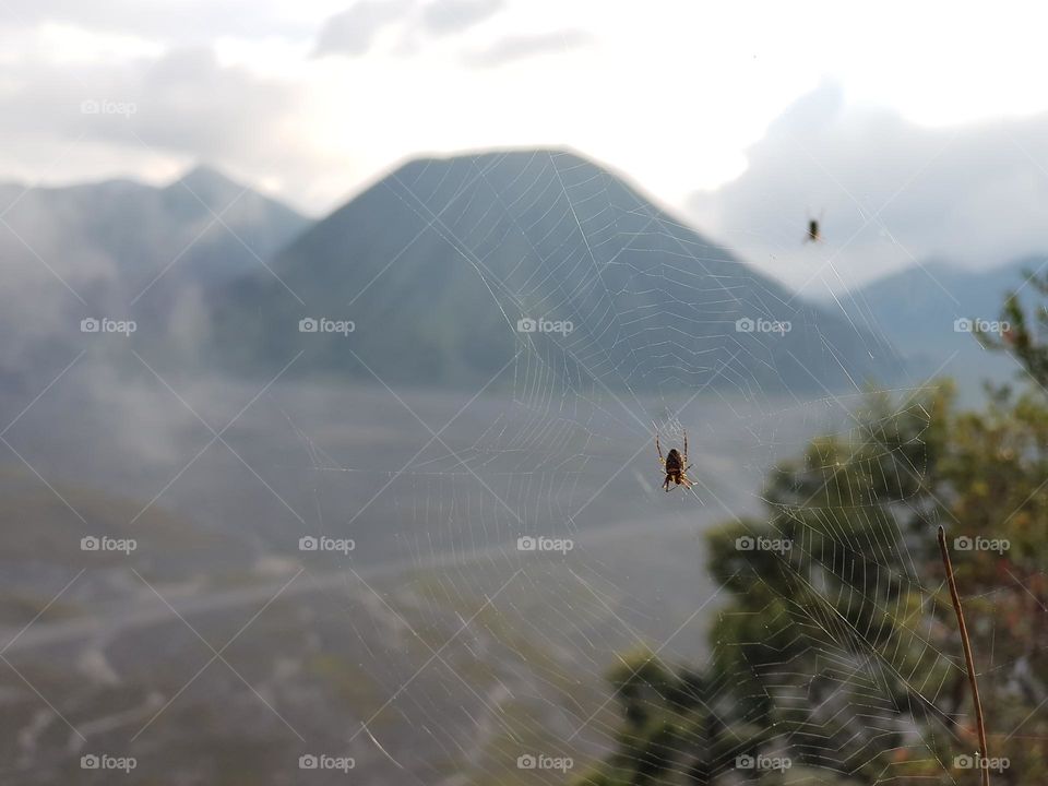 Spider web in Bromo National Park