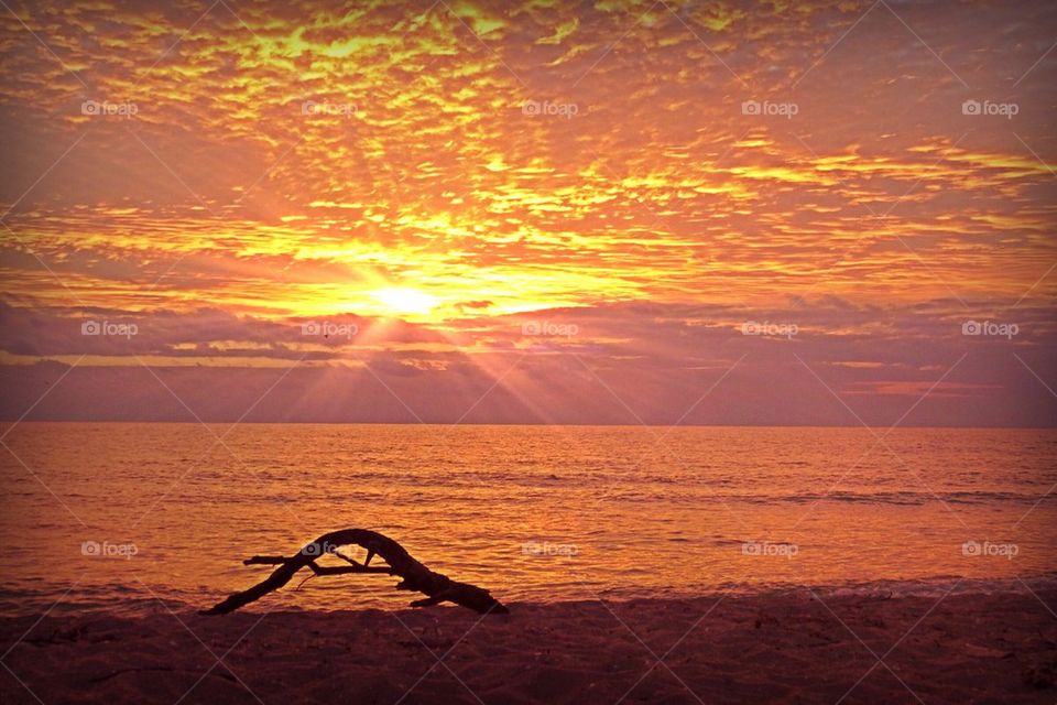 Sunrays and driftwood
