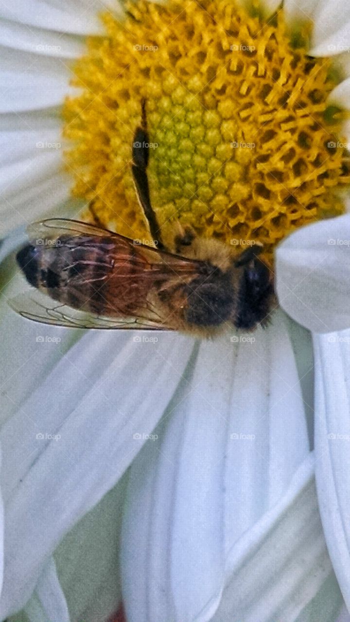 The work never ends until the flowers die