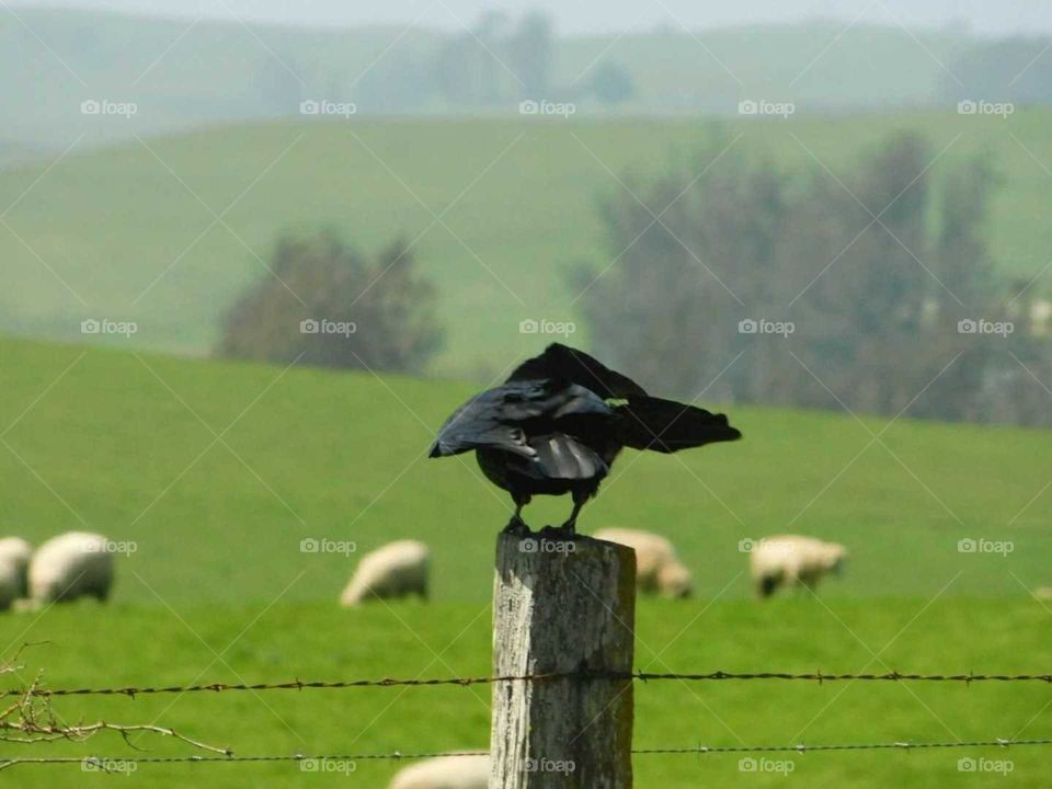 crow watching the sheep