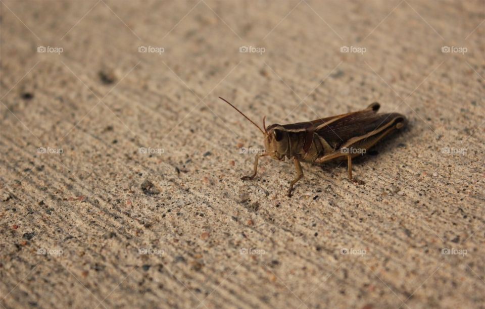 Grasshopper. Grasshopper on sidewalk