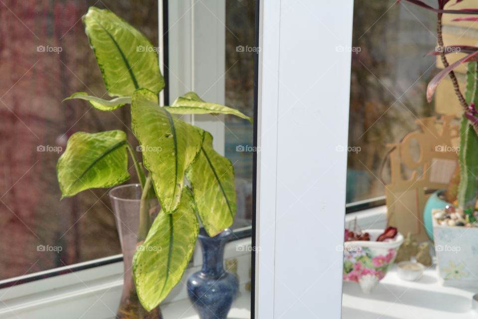 No Person, Leaf, Indoors, House, Window