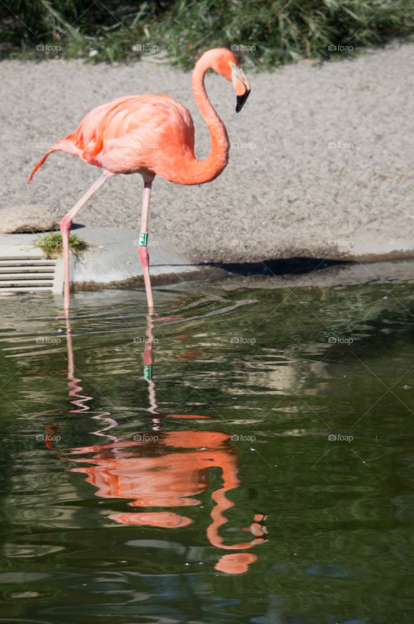 Flamingo 