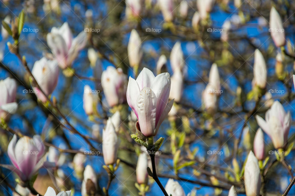 Magnolia flowers in a park in Lund Sweden.