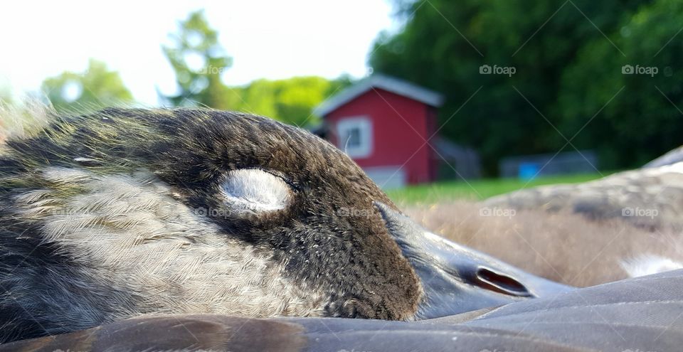 I am just resting my eyes