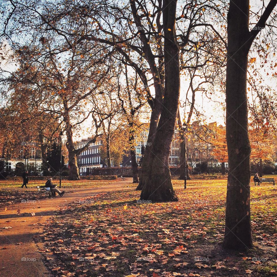 Tree, Fall, Park, Leaf, Landscape