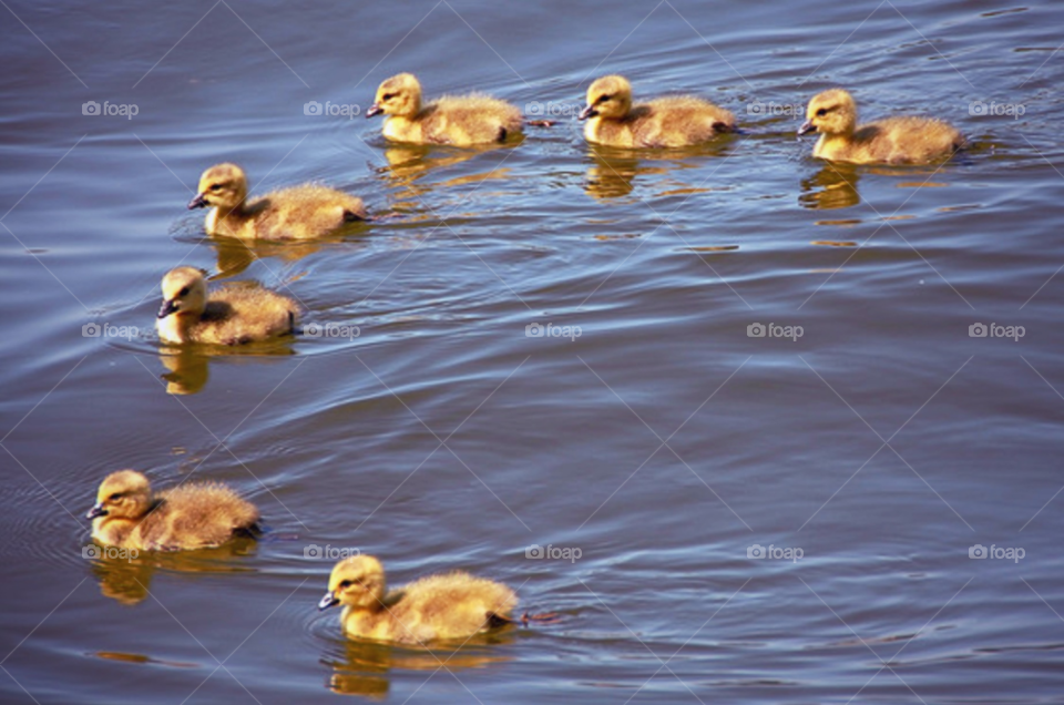 ducks family cute swim by lightanddrawing