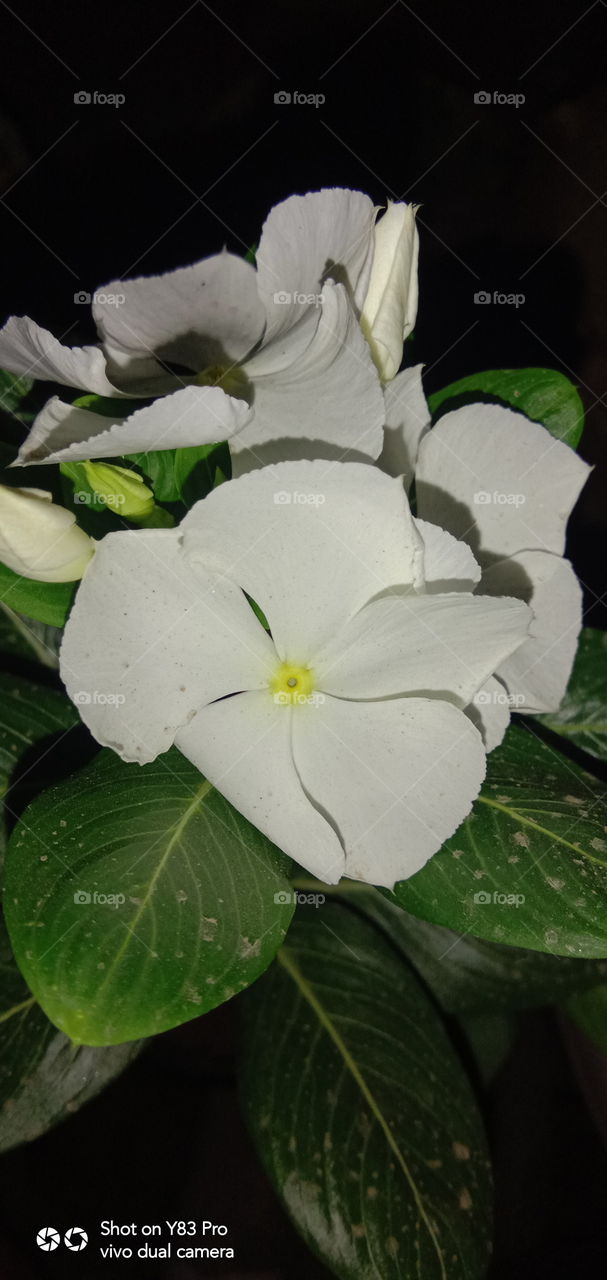 #foap #infoapartemen #foapjuly18 #foapaug18 #foapfeb18 #foapapril17 #foapers #foapjune18 #fotografoaprendiz #sfoapprentices #foaper #infoapartment #foapmission #foapmay18 #foapapr18 #foapit #infoaplikasipaytren #infoapple #foapom #foapjan19 #infoapp 