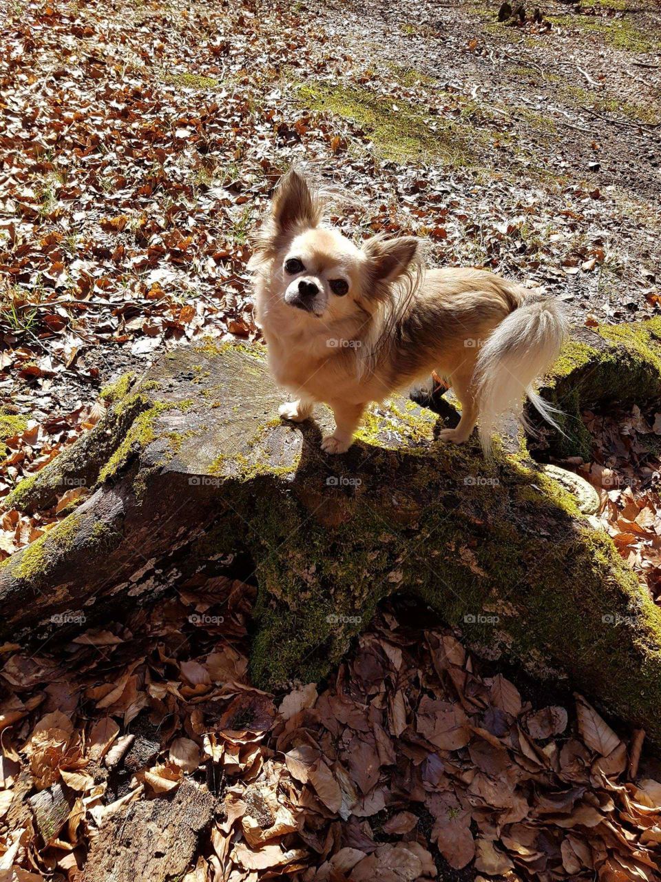 My little long coated chihuahua, Benni. Tar absolute love of my lite!