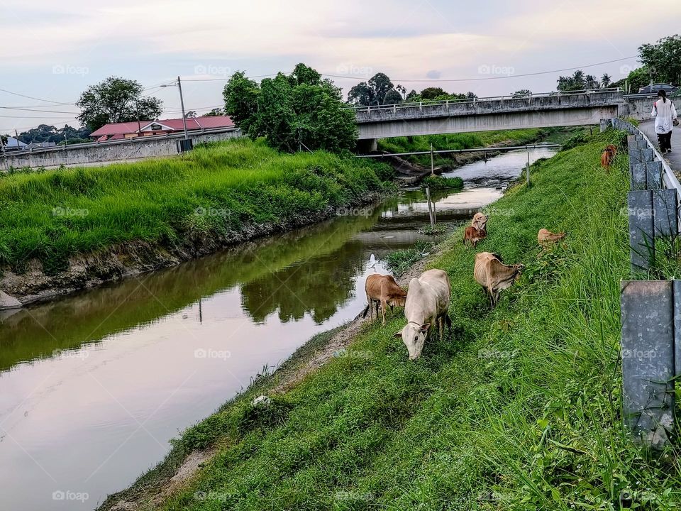 Cows and birds at the river side beside the road.