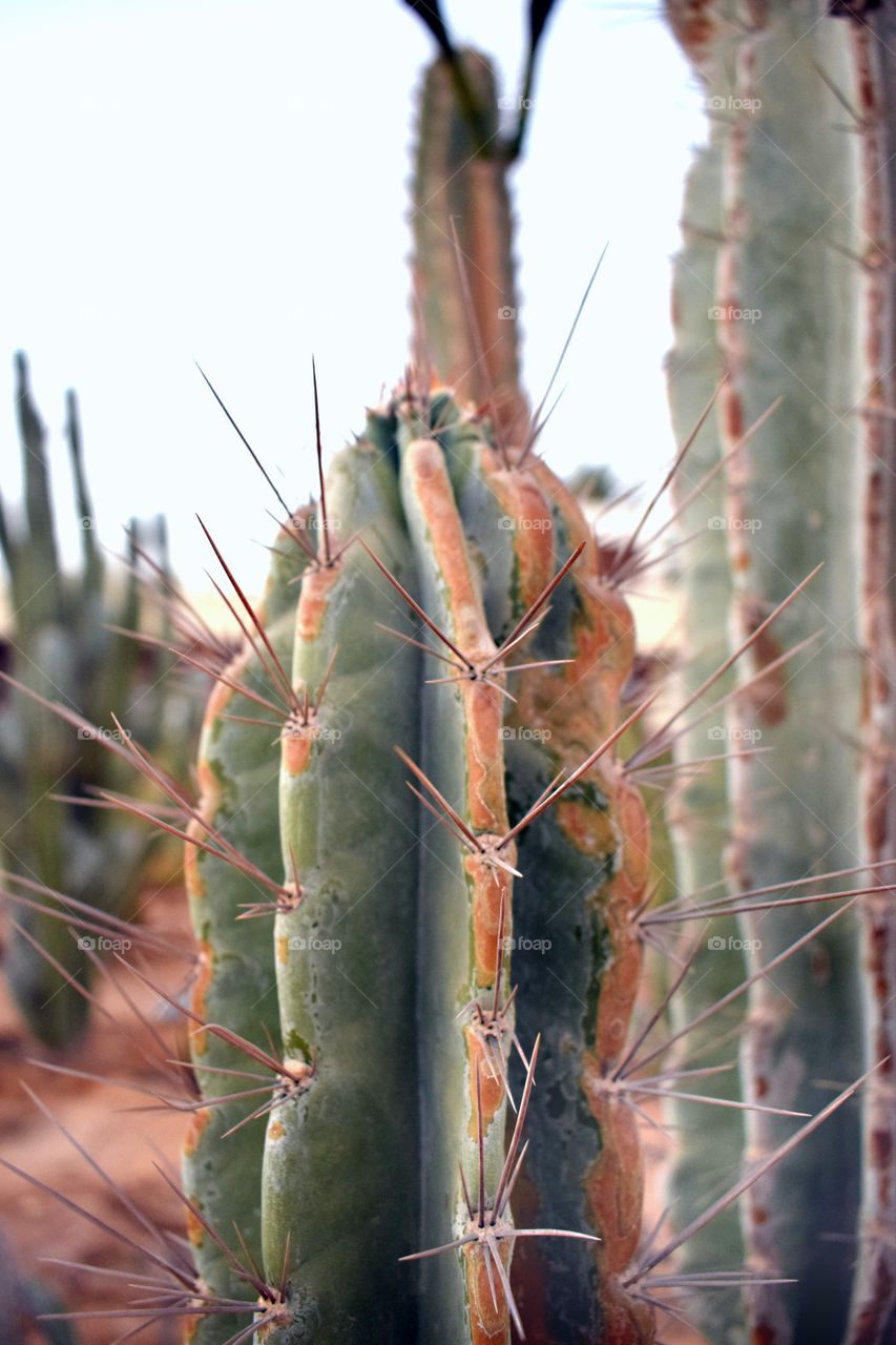 Garden of cacti. Juicy giant cacti with large spines.