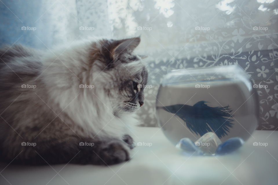 Neva masquerade cat with fish in round aquarium at home