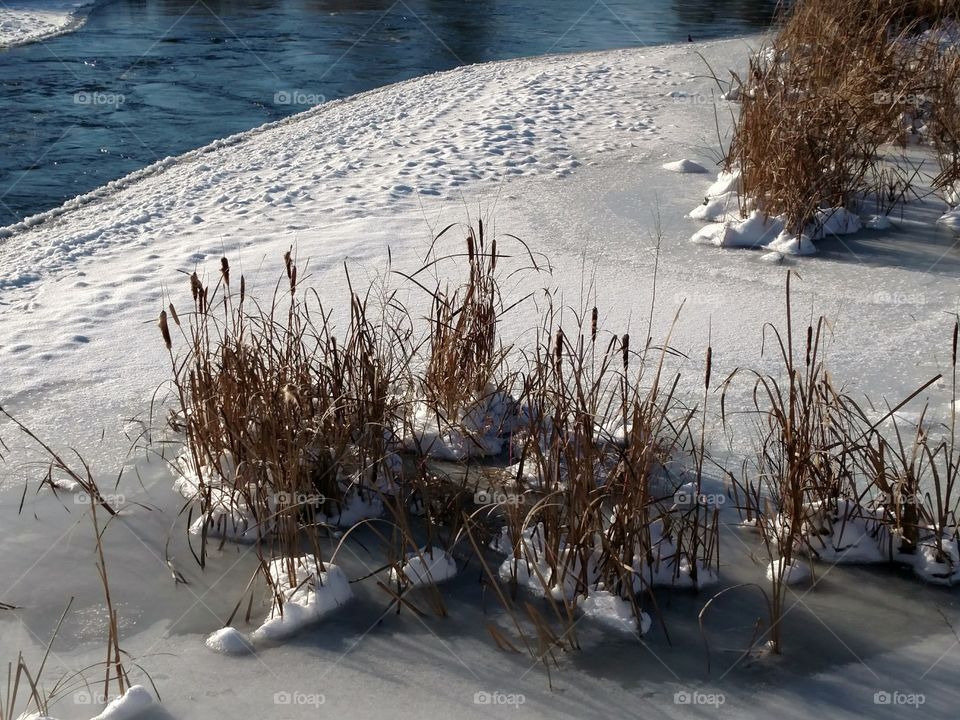 Cattails Frozen River Redmond Central Oregon Crooked River Ranch Terrebonne