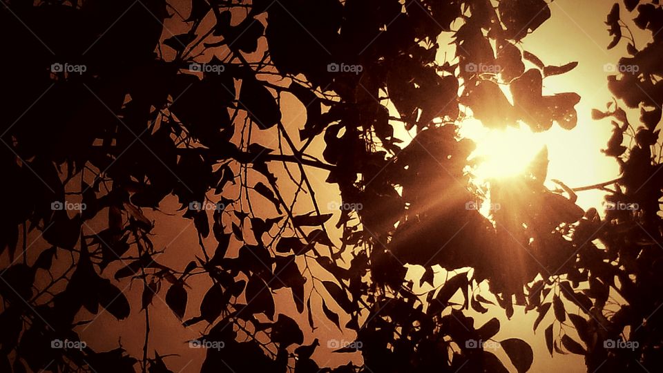 Setting  Sun Thru  trees