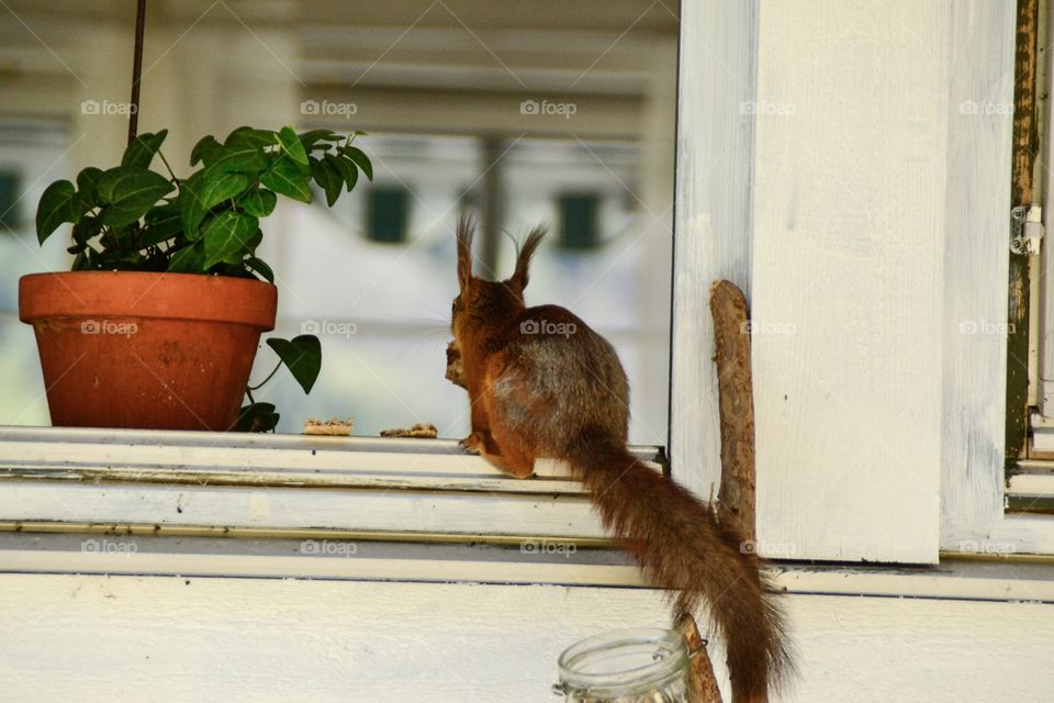Squirrel go into house through Window 