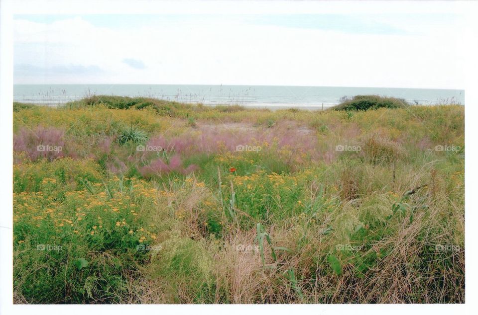 Ocean wild flowers