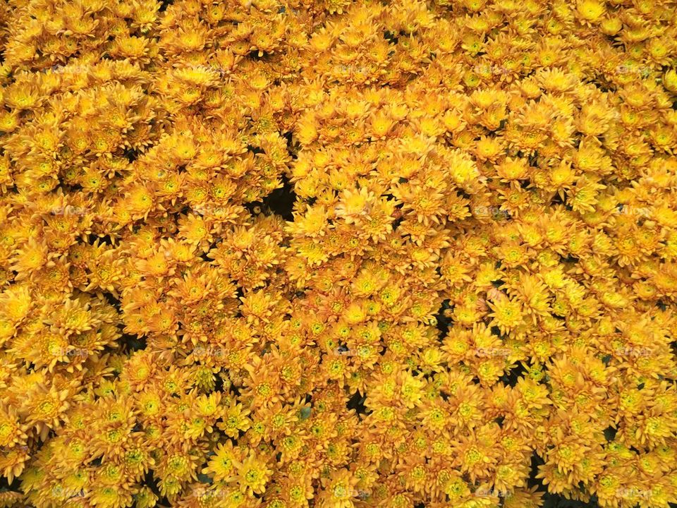 Sea of Yellow Flowers