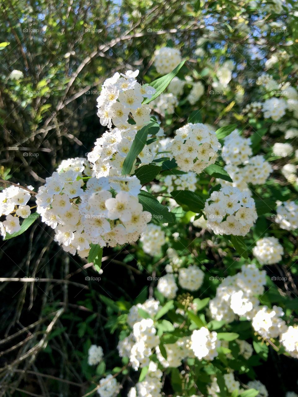 Sunlight and shadows on flowering white shrub 