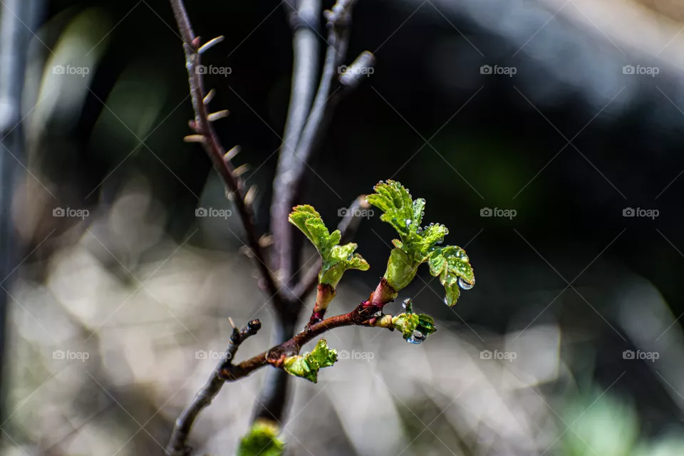 Spring