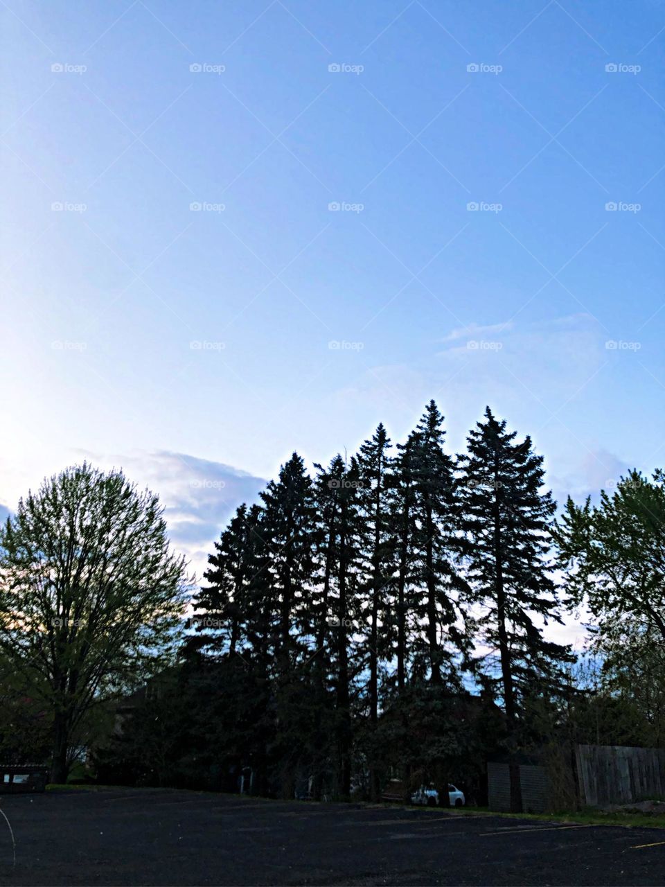 Beautiful sky and tree silhouette 