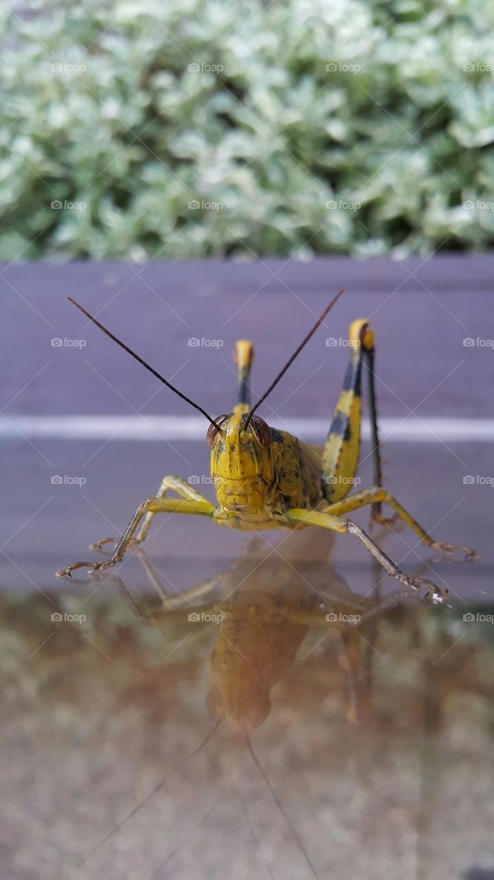 Close-up of grasshopper