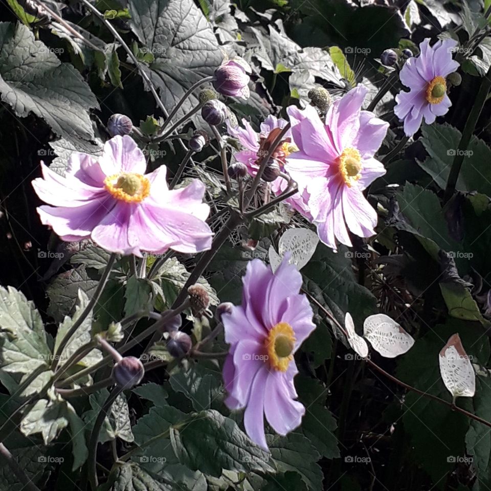 fully bloomed purple anemones in sun and shade