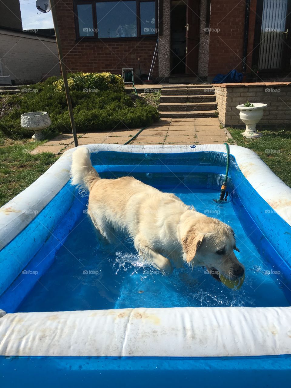 Dug Out Pool, Dog, No Person, Water, Swimming