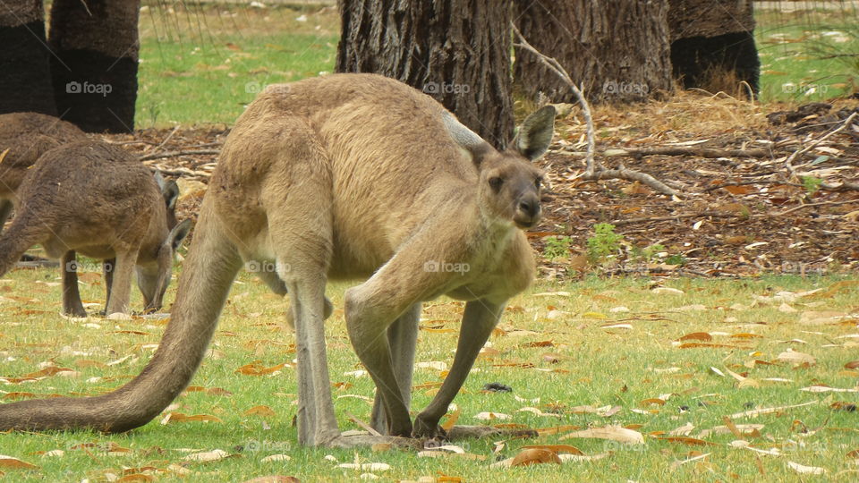 Australia ,kangaroos