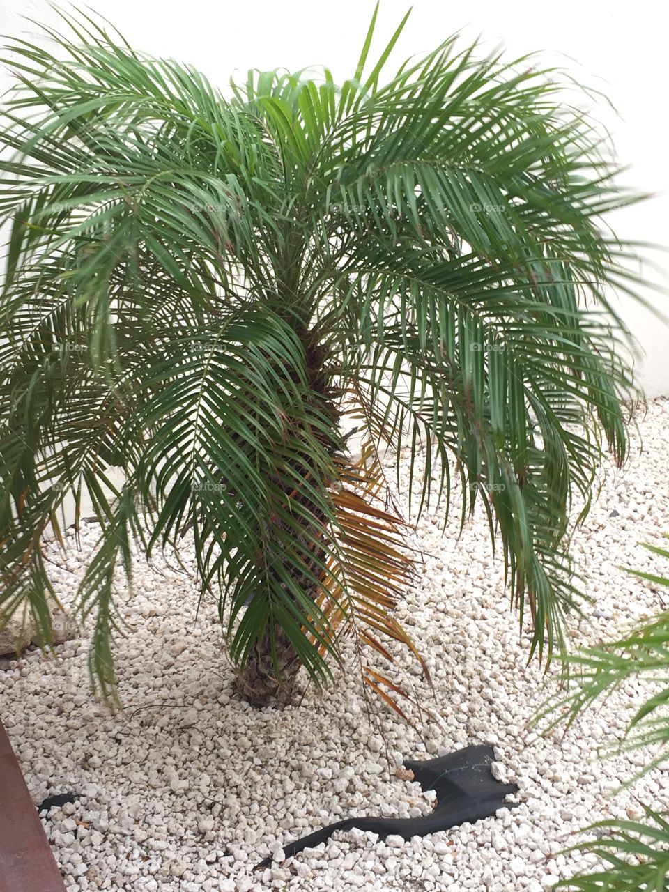 Palm Tree. Palm tree