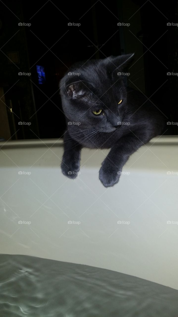 Curious Cat Loves Water