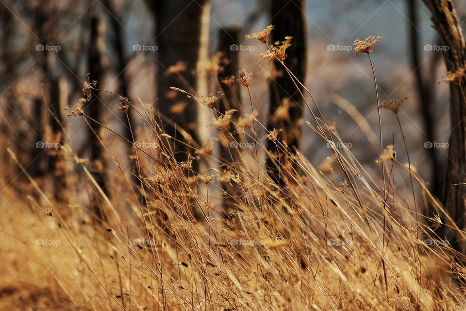 The wind blew the grass that passed through a hard winter and walked victoriously in the spring season.