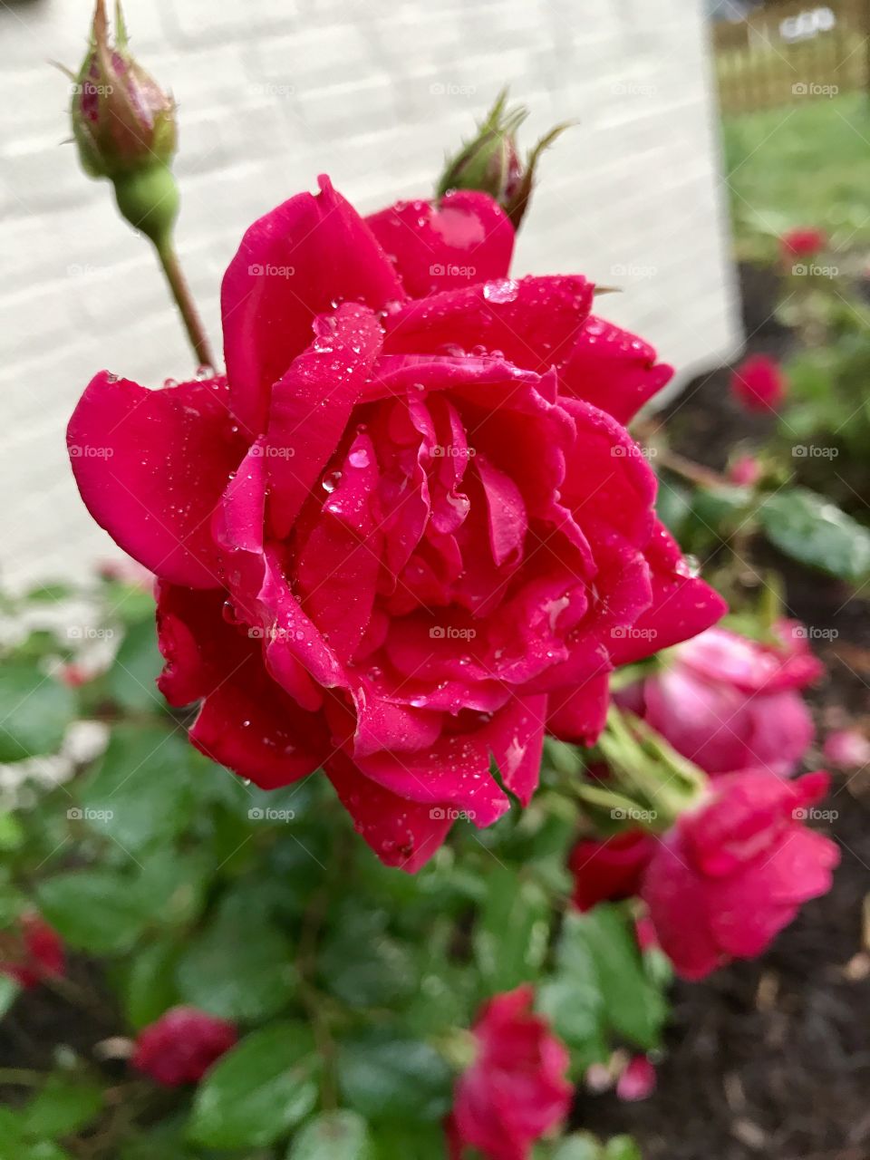 Wet Rose