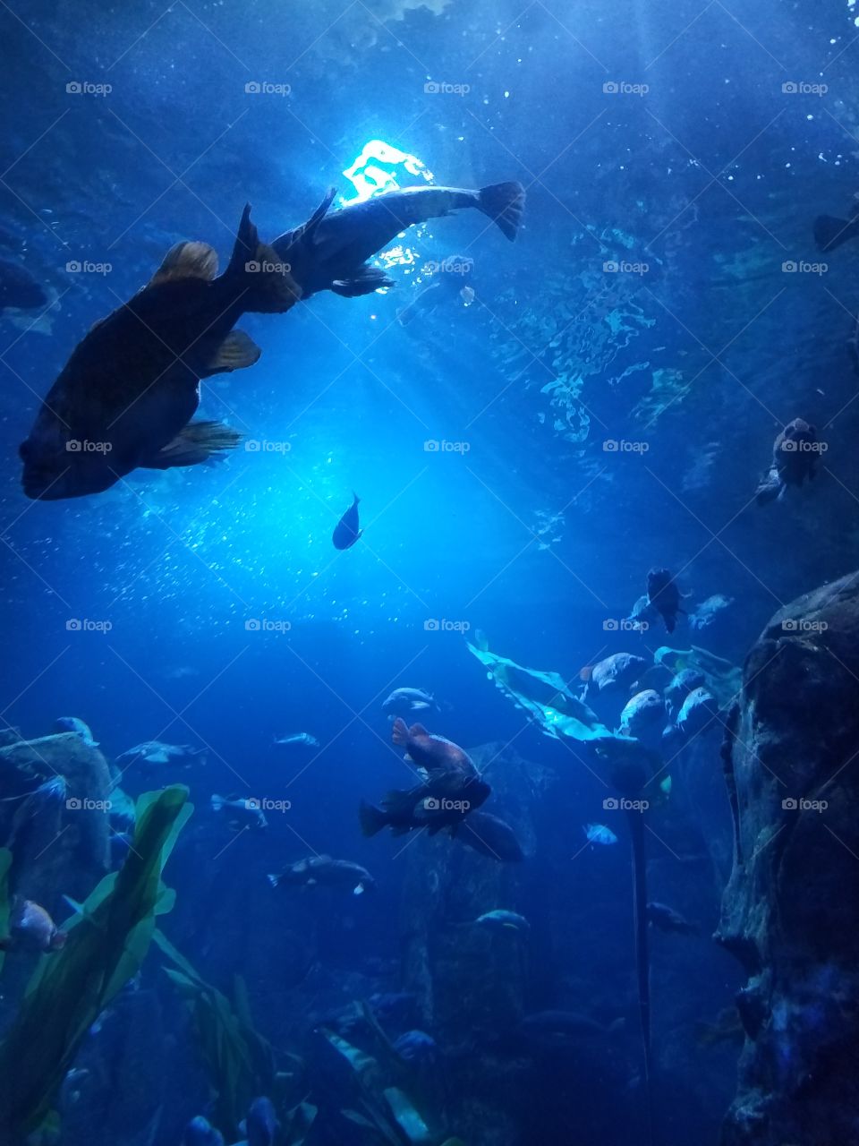 Snorkeling in the crystal blue waters of Hawaii