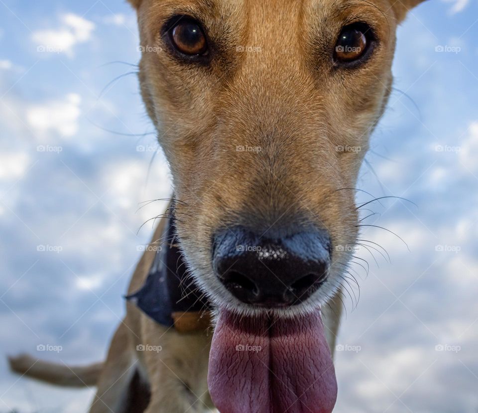 A dog looking downwards, probably at a frog, with sky behind him