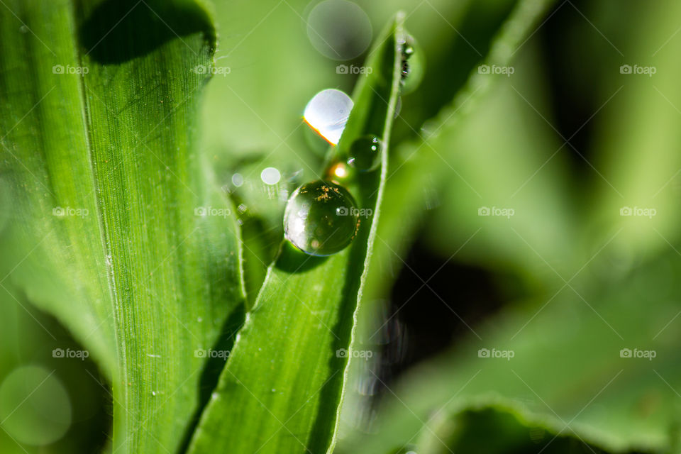 water droplets on grass
