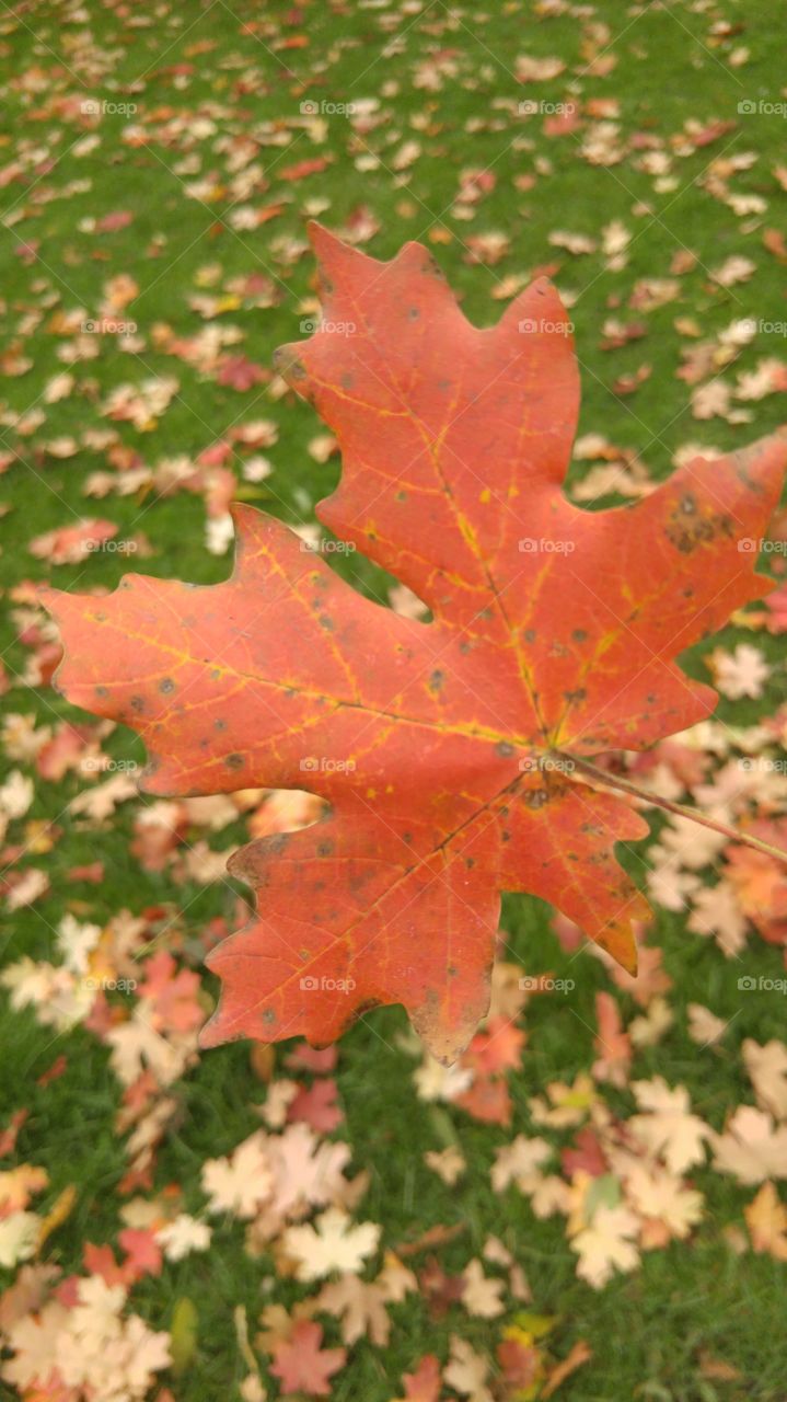 Leaf, Autumn, Maple, Tree