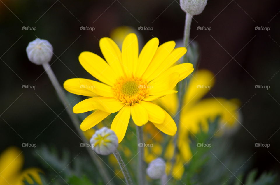 yellow flower