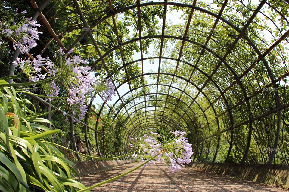 Agapanthus flower in a green tunnel at garden