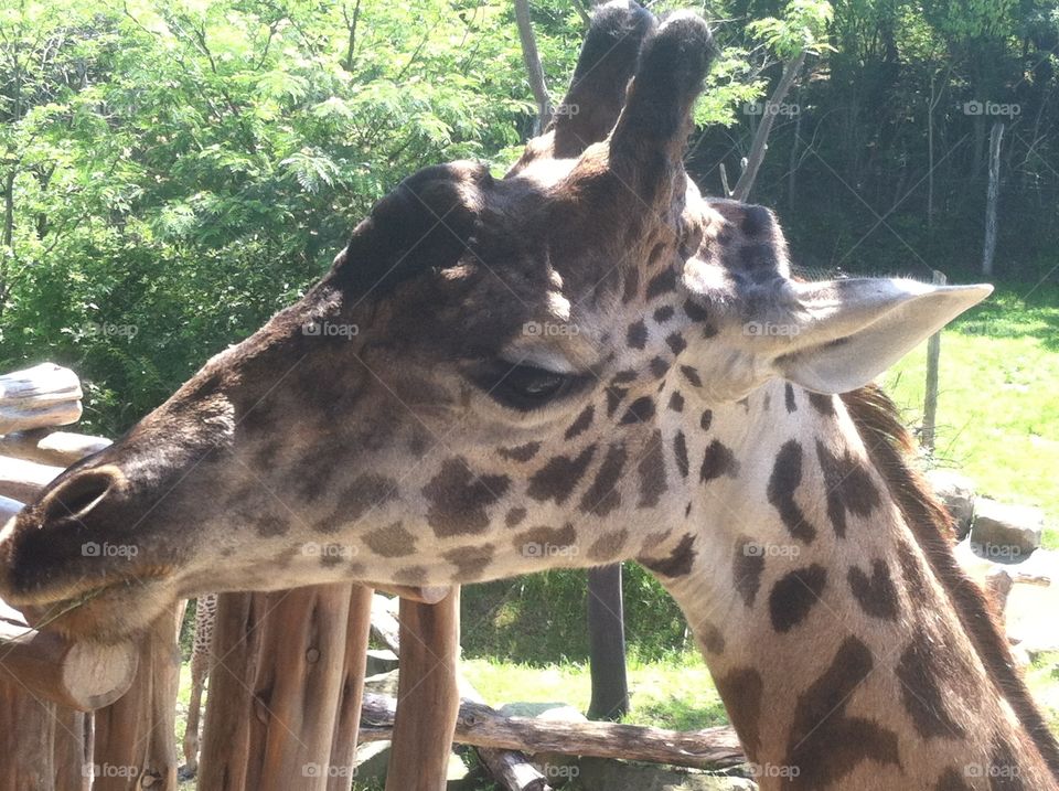 Giraffe face to face. Looking a giraffe in the eye