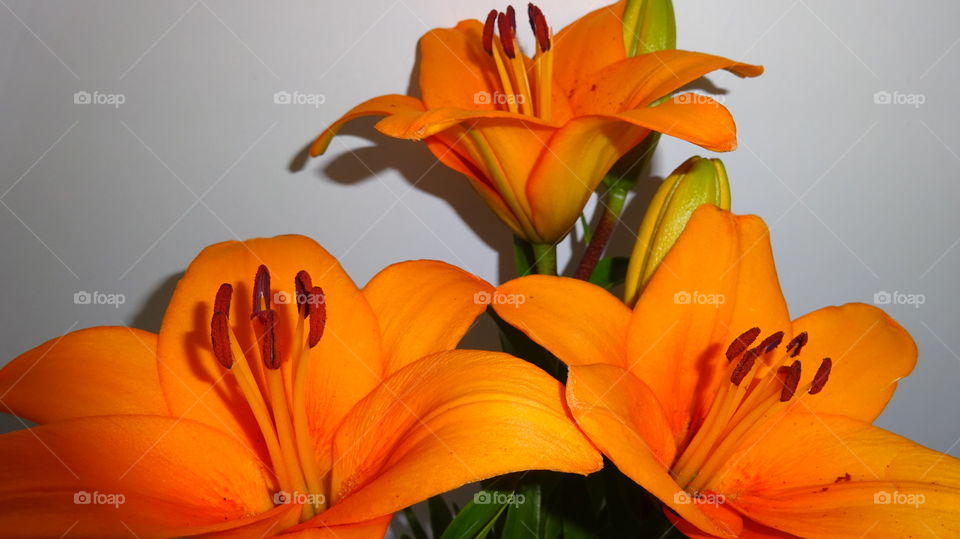 orange lilies