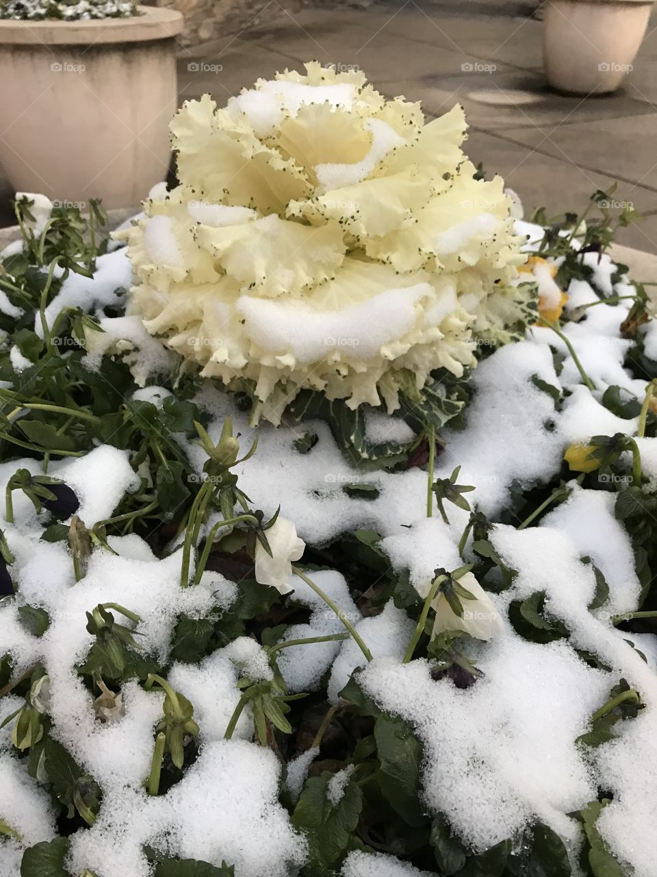 Snow flower nashville 