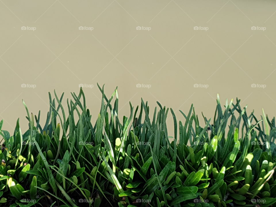 grass on the edge of the river