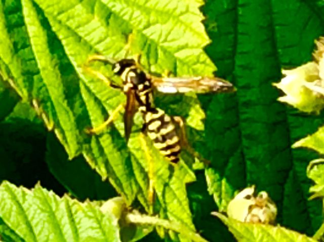 Hornet