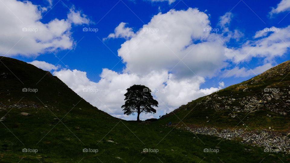 Sycamore Gap