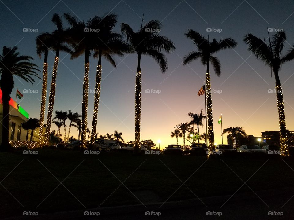 palm trees in Christmas lights with sunset