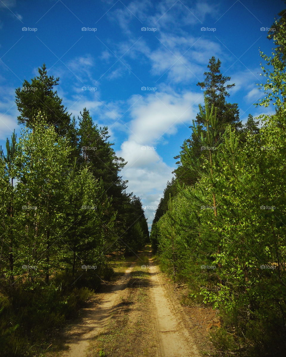 Forest Road