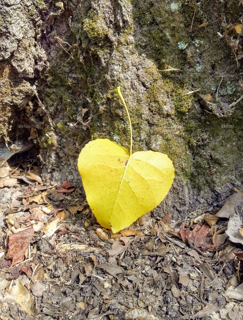 a heart leaf