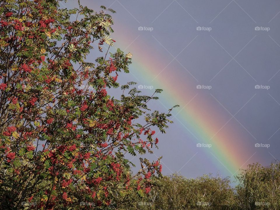 Rowan tree and rainbow