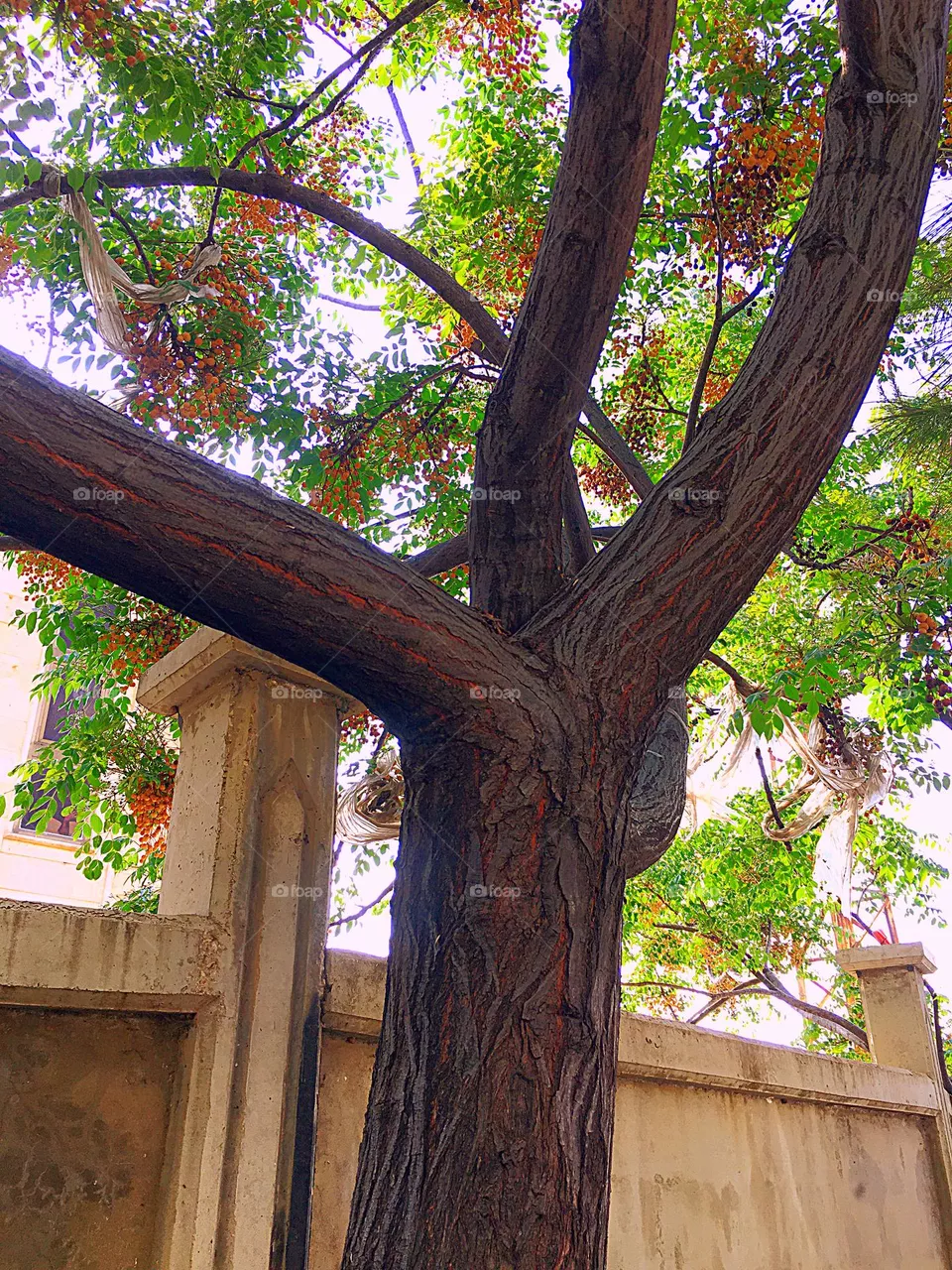 wood Tree