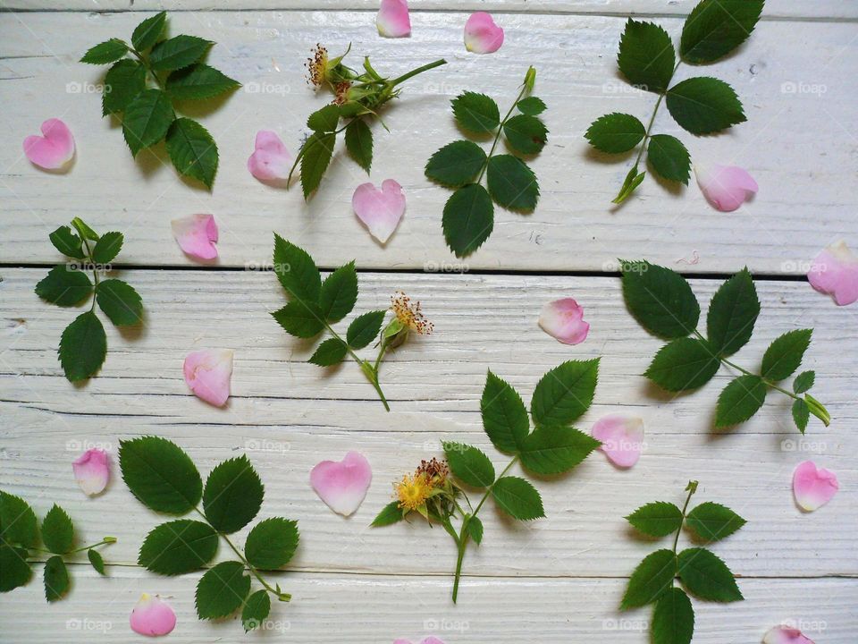 Composition of petals and leaves